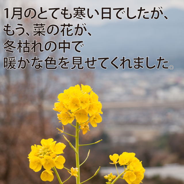 ウッドデッキ菜の花