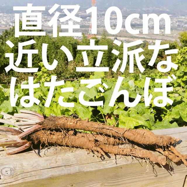 �Ĥ��˼��ϡ��ӥå��ʤϤ������