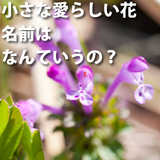 小さな花