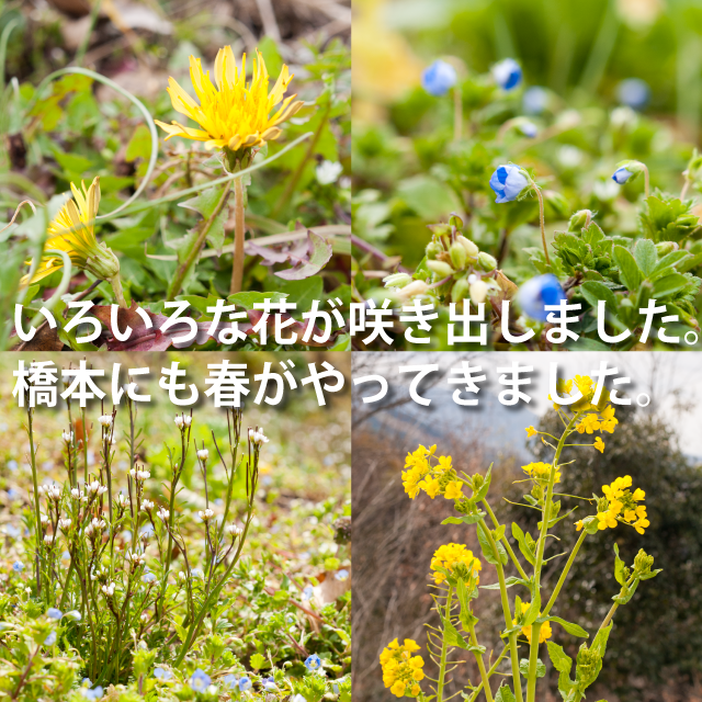 いろいろな花が咲きました