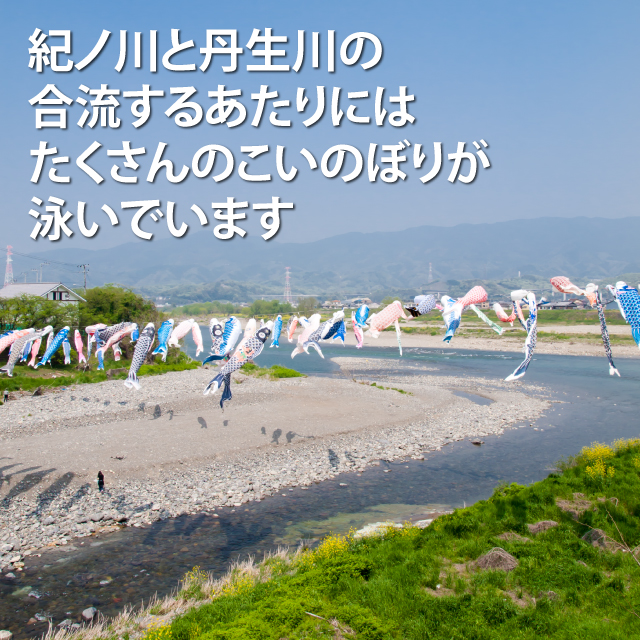こいのぼり