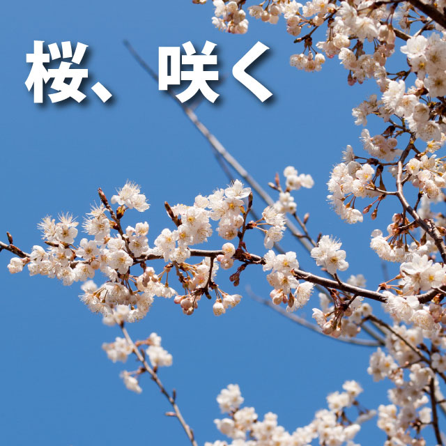 桜、咲く