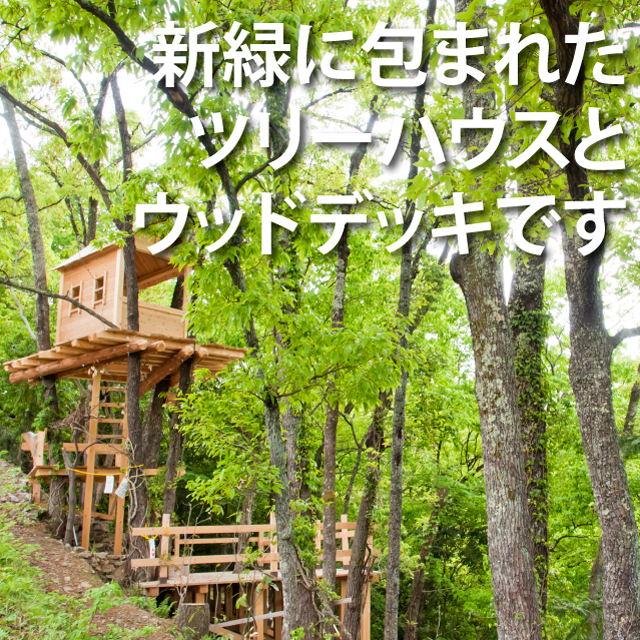 新緑のツリーハウス