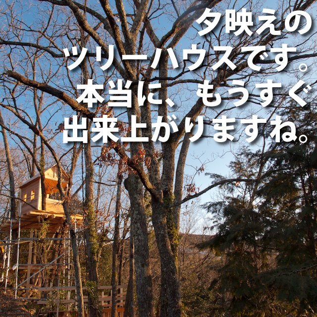 夕映えのツリーハウス