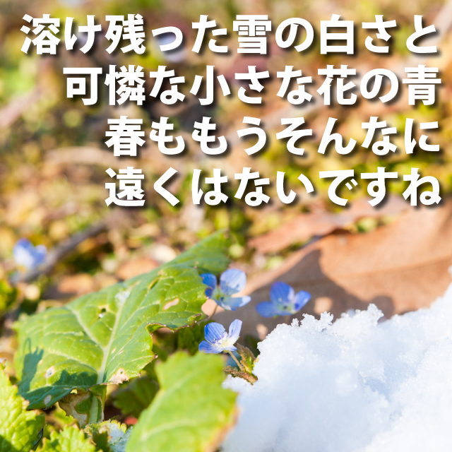 白い雪と青い花